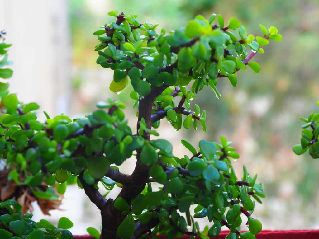 Портулакария афра (Portulacaria afra) сформированная в стиле бонсай