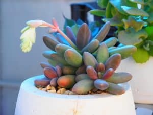 Цветущий суккулент: нежный цветок на фоне мясистых листьев