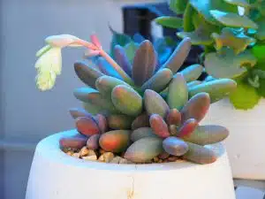 Цветущий суккулент: нежный цветок на фоне мясистых листьев