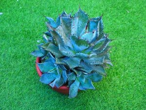 Компактная Agave potatorum с серо-зелеными листьями и красно-коричневыми шипами в терракотовом горшке