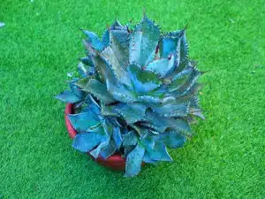 Компактная Agave potatorum с серо-зелеными листьями и красно-коричневыми шипами в терракотовом горшке